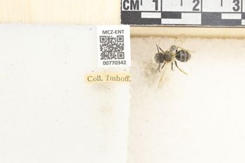 Media type: image;   Entomology 770342 Aspect: Labels